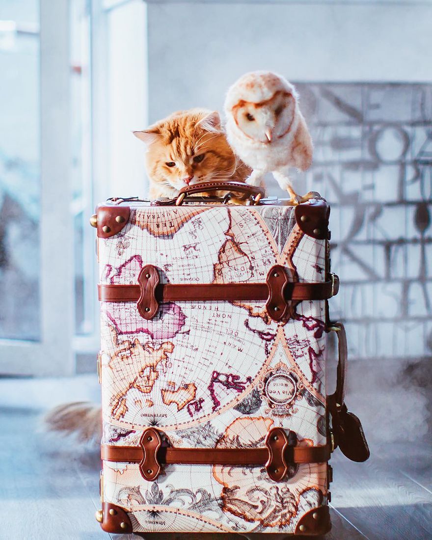 The Cutlet Cat - What Happens If You Are A Bright Red Inspirer