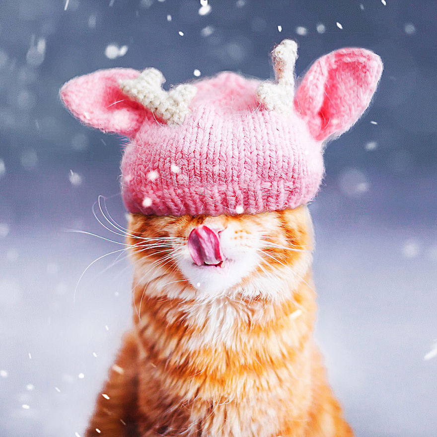 The Cutlet Cat - What Happens If You Are A Bright Red Inspirer