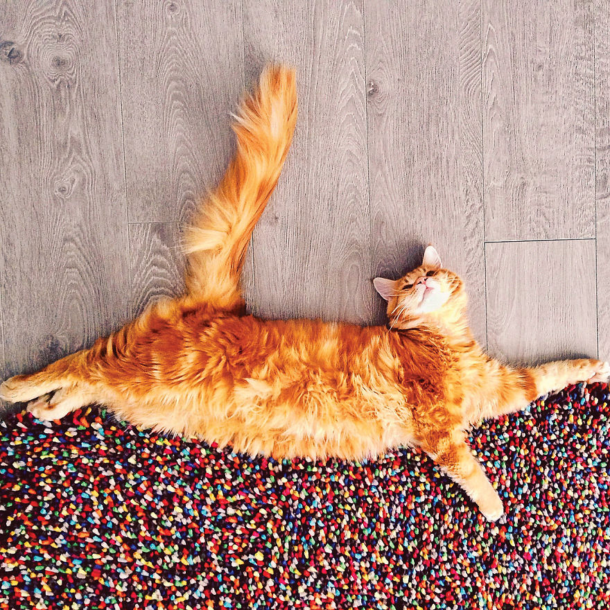 The Cutlet Cat - What Happens If You Are A Bright Red Inspirer