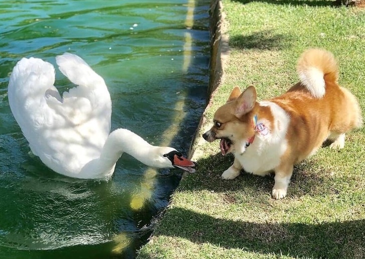 Reagimet e kafshëve kur takojnë dikë për herë të parë – Ekonomia Online