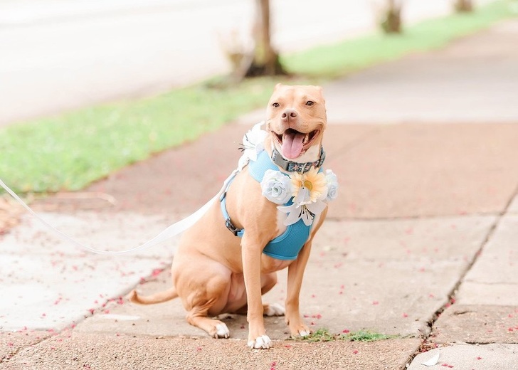 Fotografi simpatike të qenve – Ekonomia Online