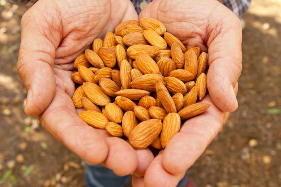 Vlerat ushqyese të qumështit të bajameve – Ekonomia Online