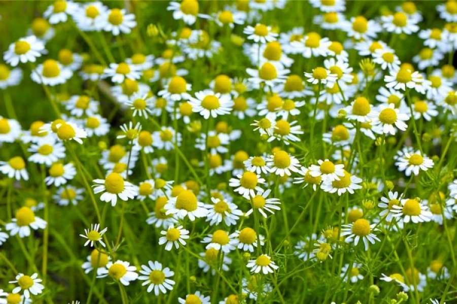 Kamomil, qumësht dhe kanellë – për ëmbëlsim dhe shërim të trupit – Ekonomia Online