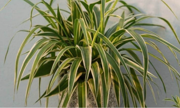 Kjo bimë e pranishme në shumë shtëpi shkakton helmim toksik – Ekonomia Online