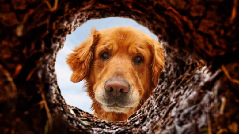 Kafshët mund të ndihmojnë njerëzit e sëmurë mentalisht – Ekonomia Online