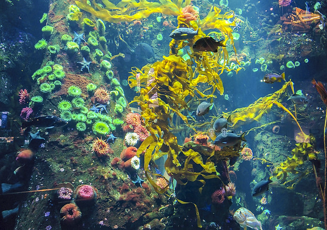 YVR Aquarium (IMG_20140103_165226)
