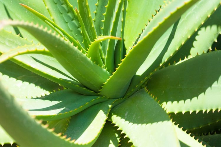 Si të përdorni lëngun e aloe verës kundër diabetit – Ekonomia Online