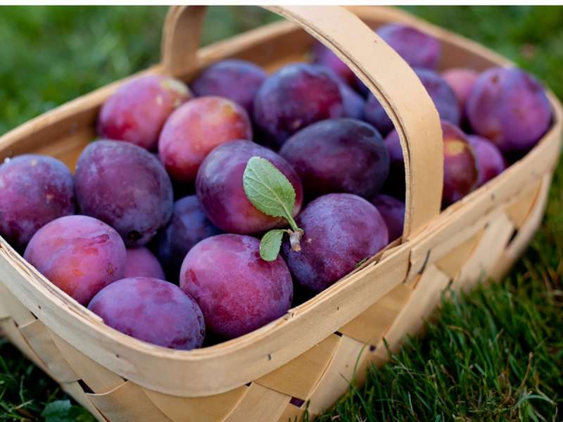 Kumbullat, frutat e preferuara të stinës – Ekonomia Online
